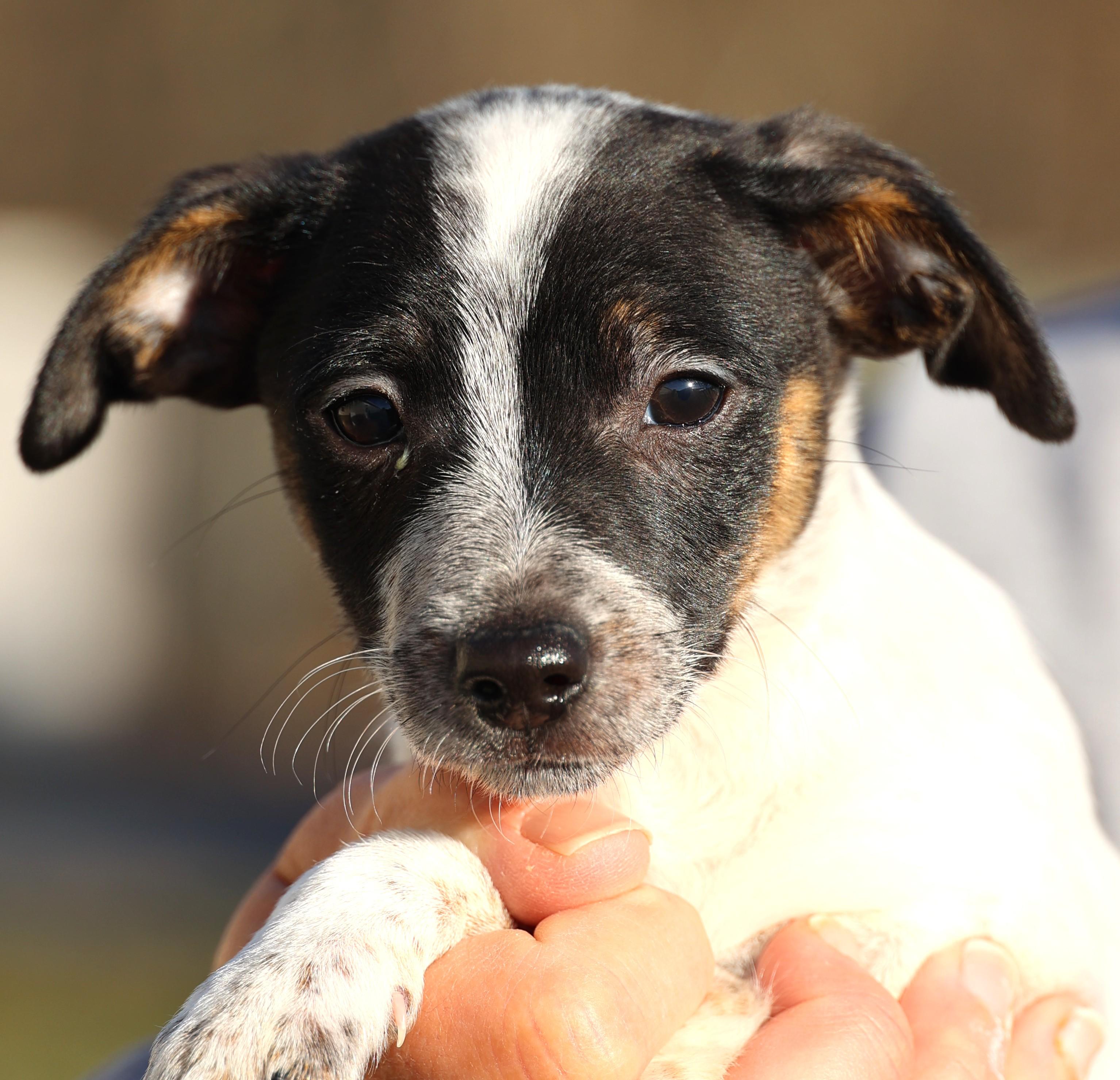 Enlarge Uri-Pending! , an adoptable mixed breed in Frederick, MD image 1/6