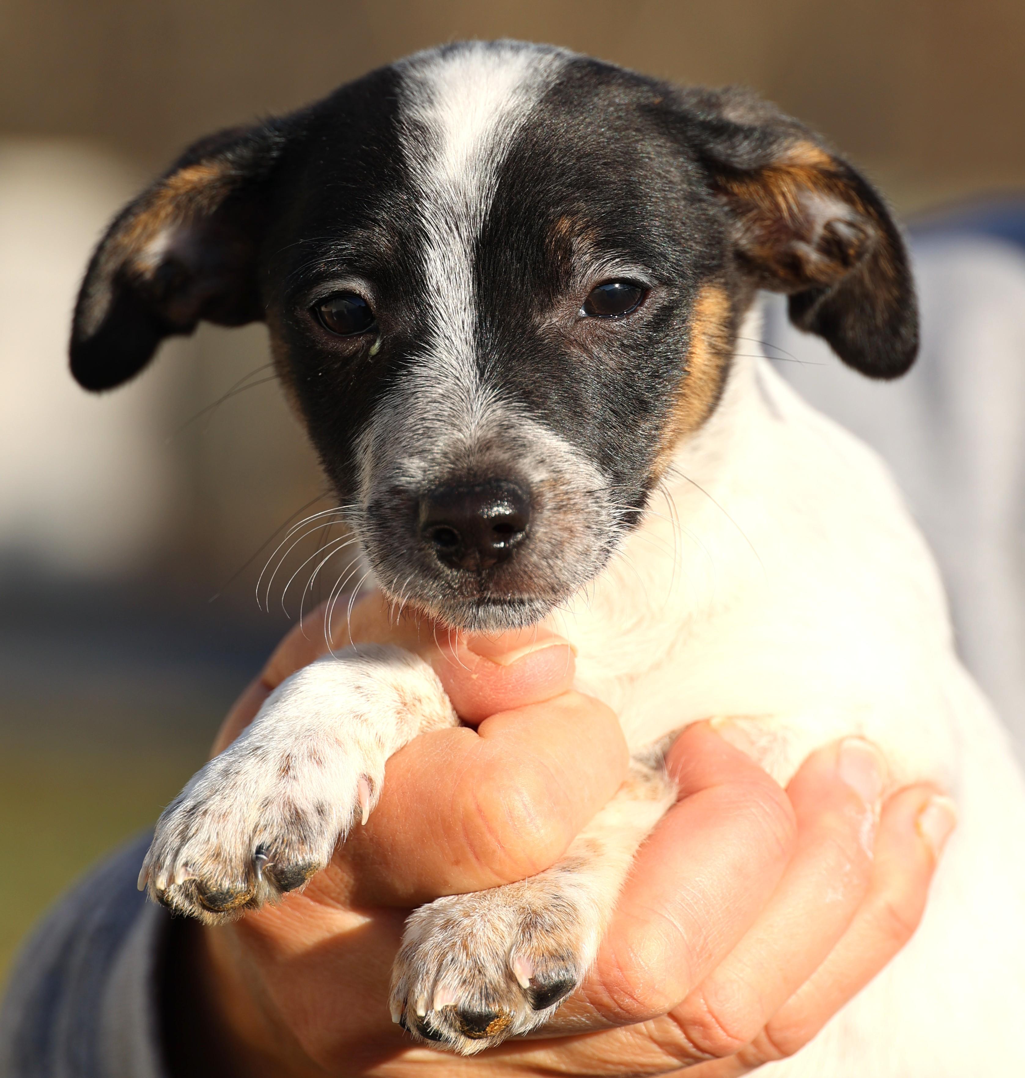 Enlarge Uri-Pending! , an adoptable mixed breed in Frederick, MD image 2/6