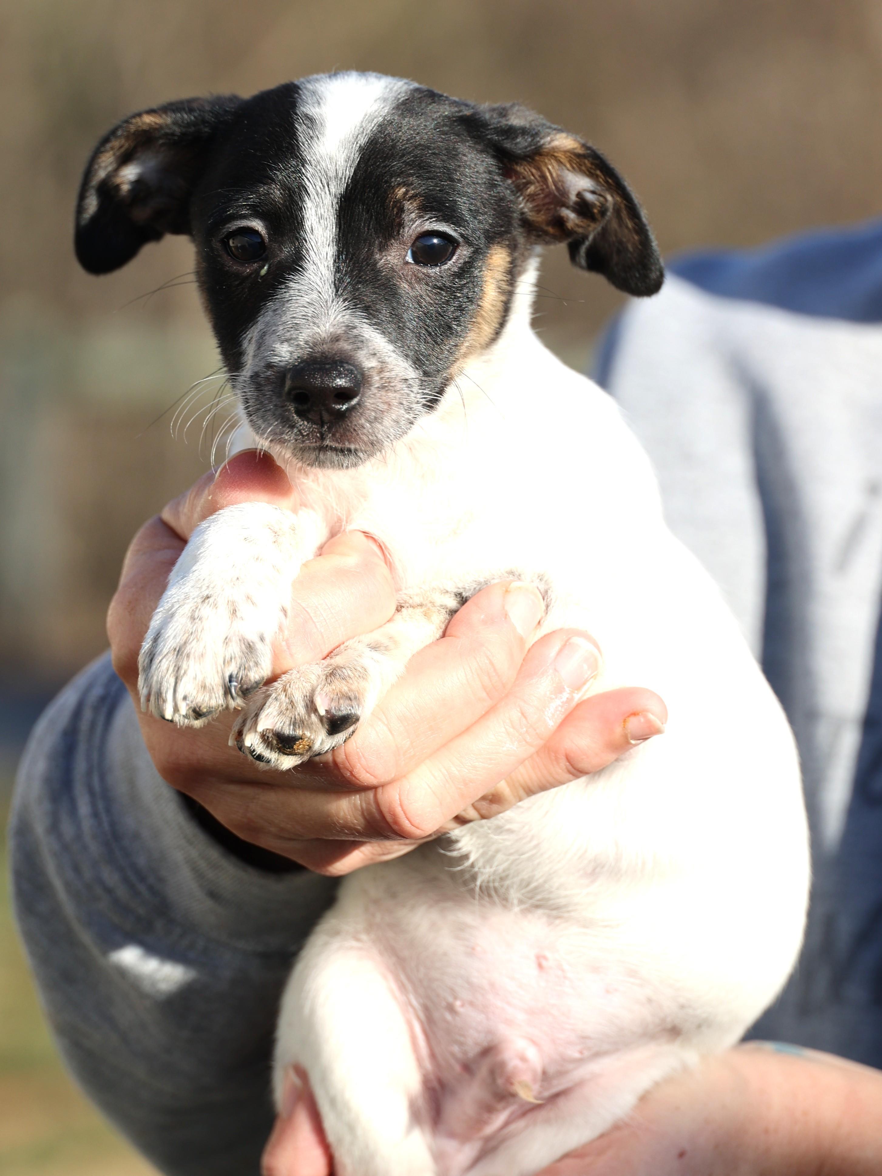 Enlarge Uri-Pending! , an adoptable mixed breed in Frederick, MD image 4/6