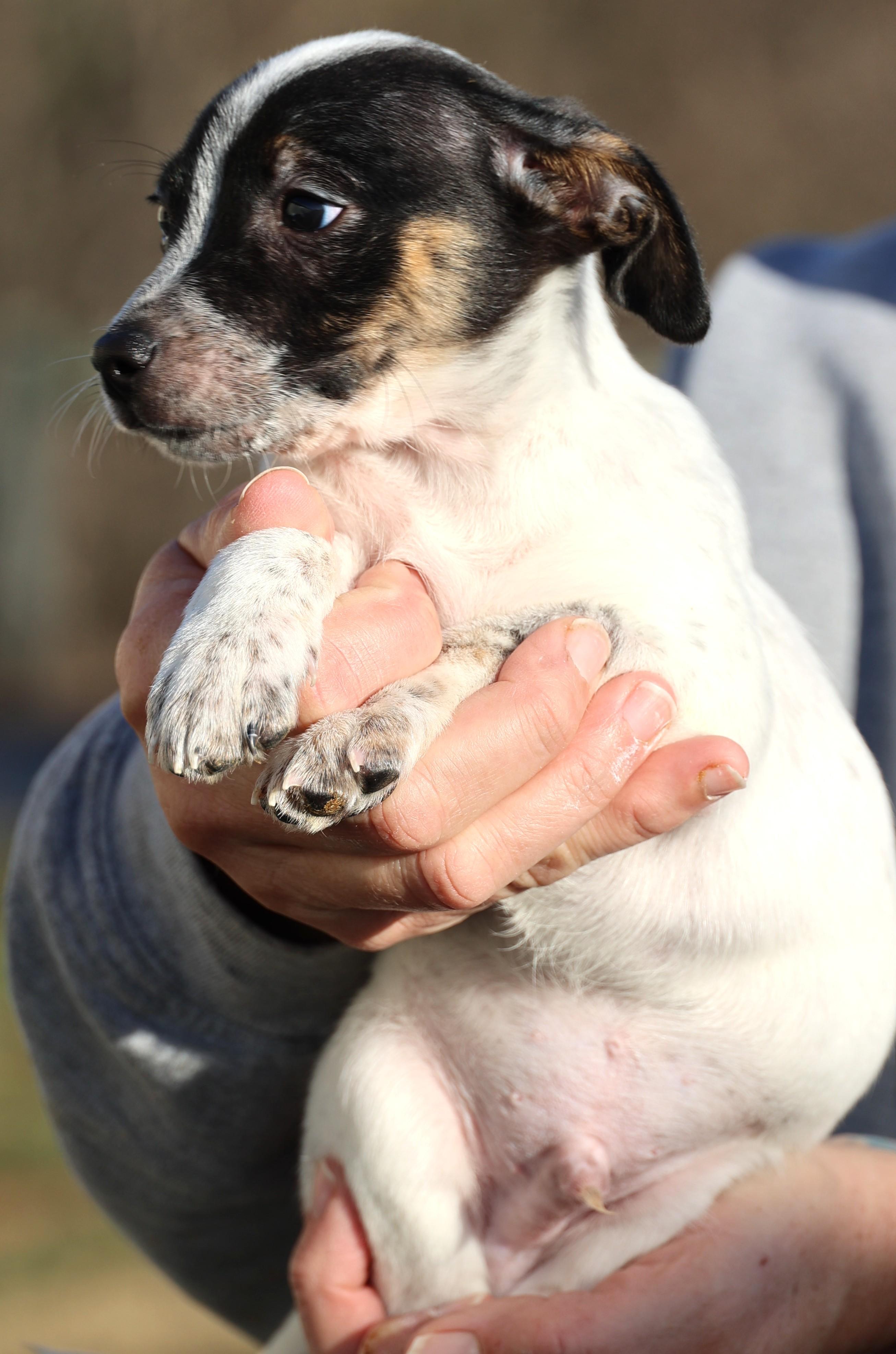 Enlarge Uri-Pending! , an adoptable mixed breed in Frederick, MD image 5/6