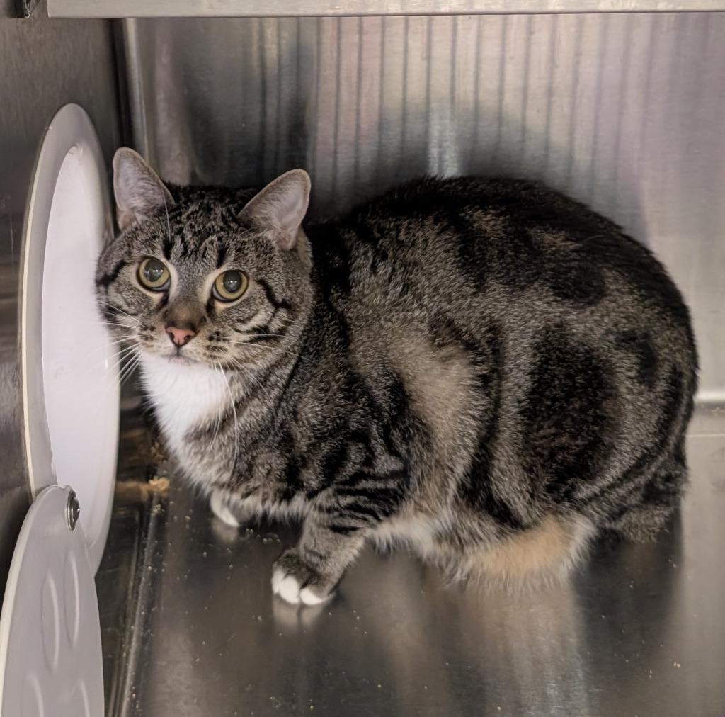 Enlarge Potatoe, a Adoptable mixed breed in Havre, MT image 1/1