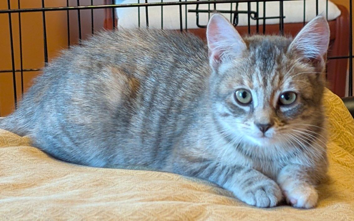 Zara, Adopted, Kitten Female Domestic Short Hair & Tabby.