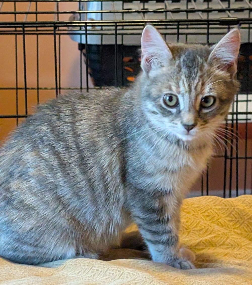 Enlarge Zara, a Adopted mixed breed in Yardley, PA image 4/5