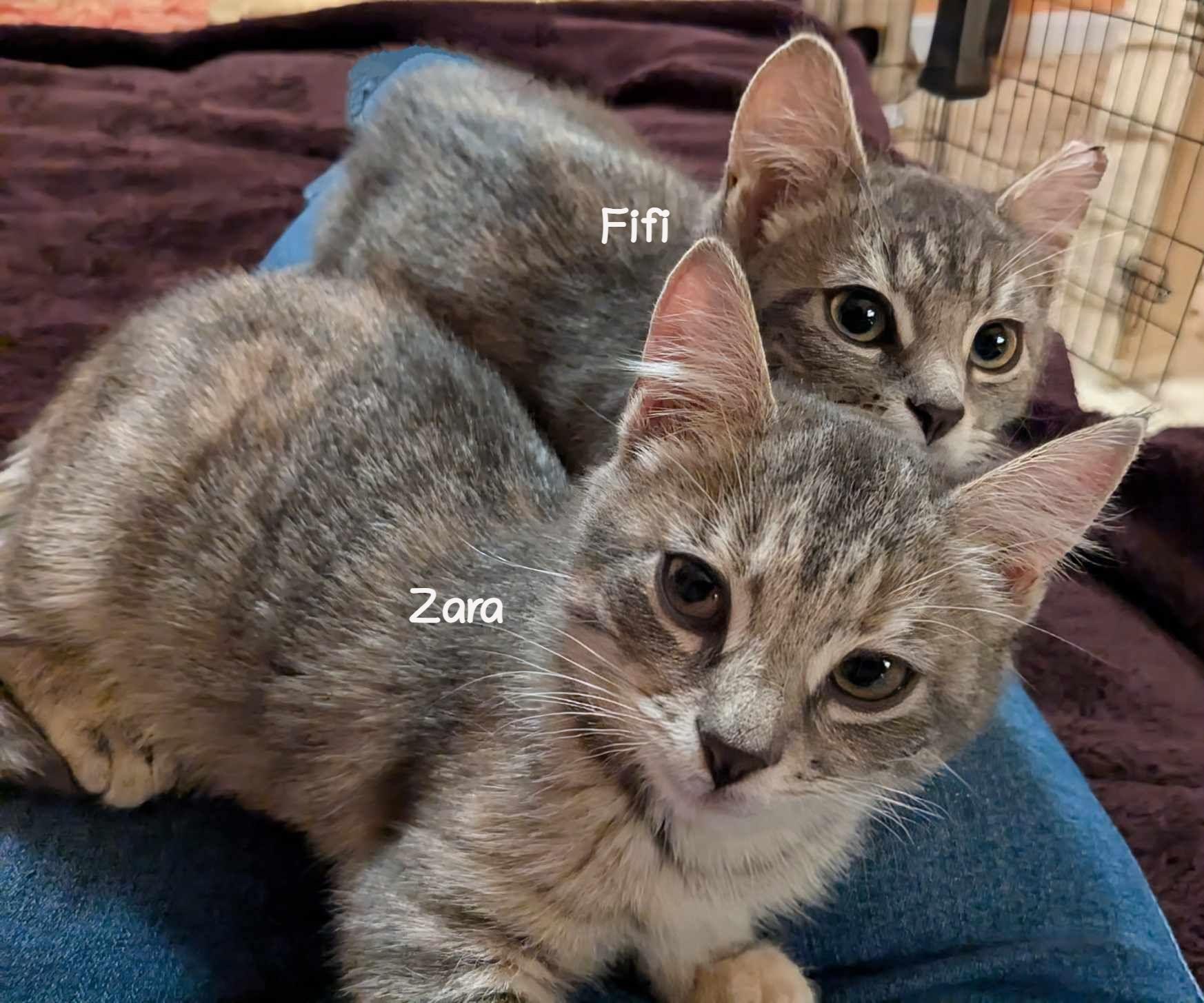 Enlarge Zara, a Adopted mixed breed in Yardley, PA image 2/5