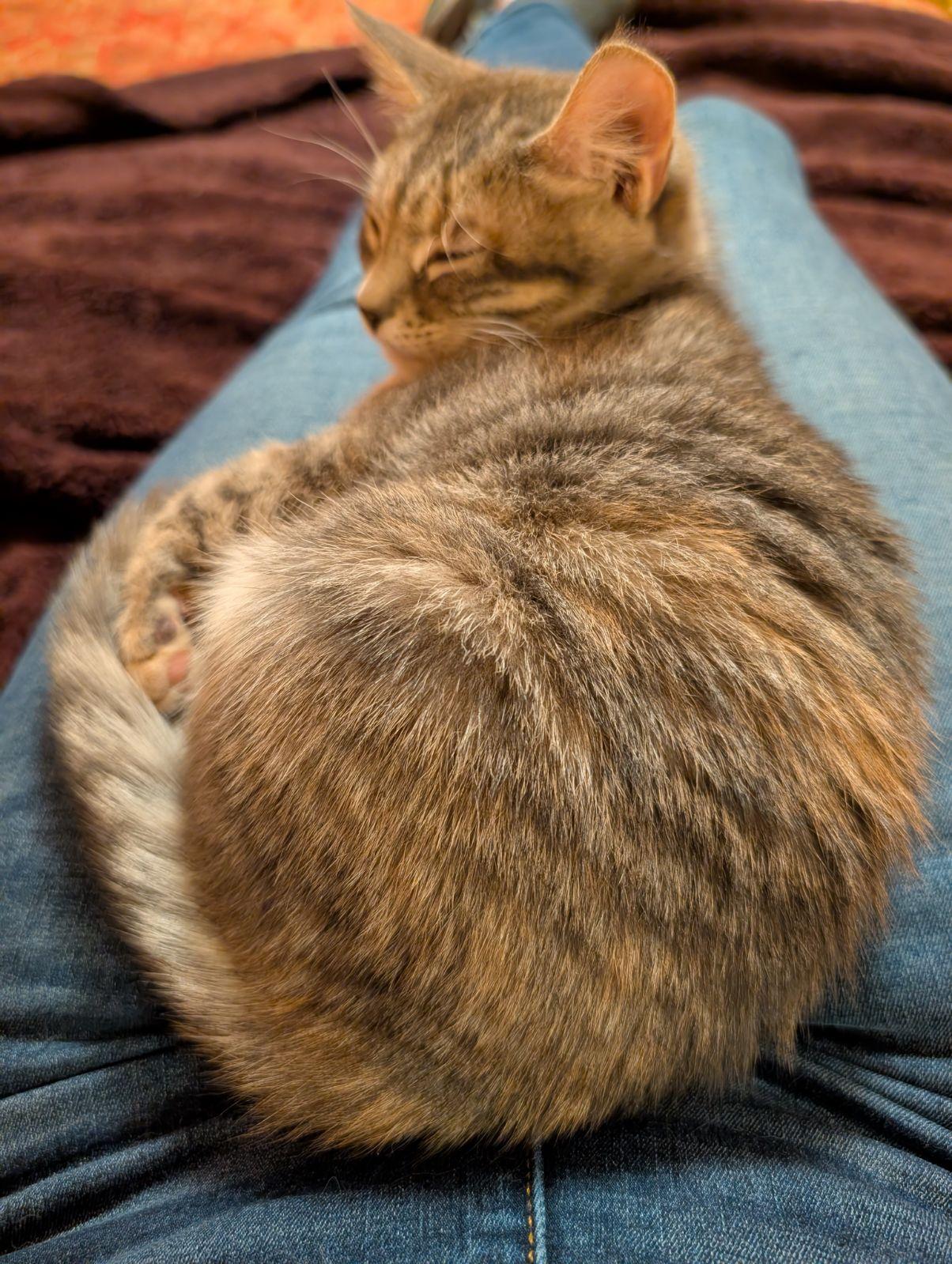 Enlarge Zara, a Adopted mixed breed in Yardley, PA image 3/5