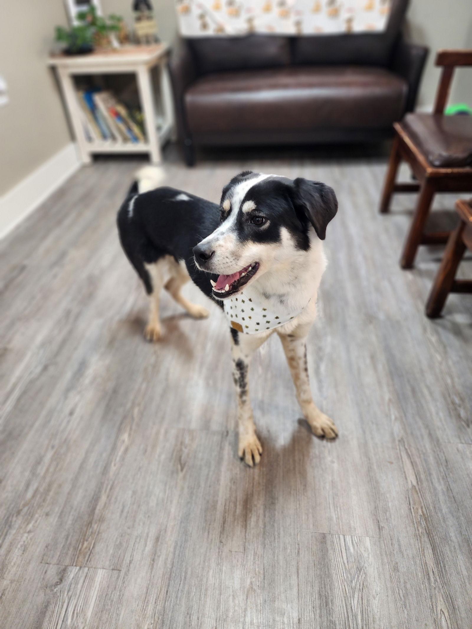 Enlarge Willow, a Adoptable Border Collie in Emmett, ID image 1/3