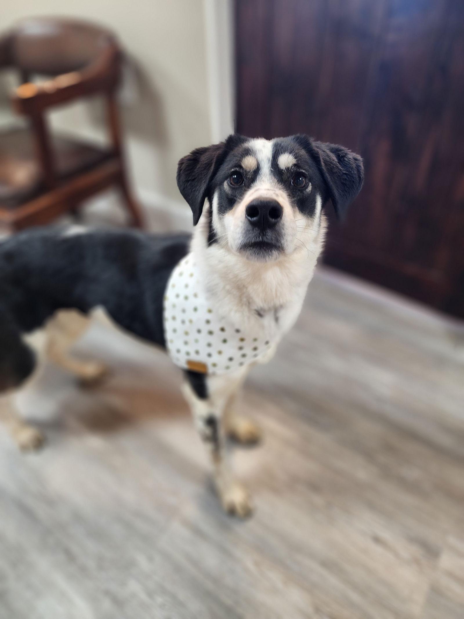 Enlarge Willow, a Adoptable Border Collie in Emmett, ID image 2/3