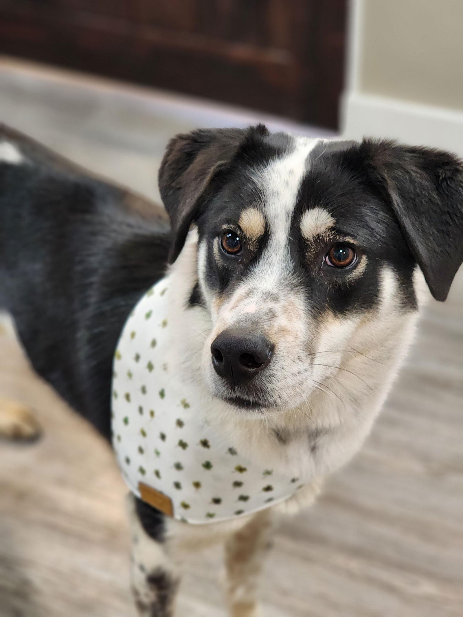 Enlarge Willow, a Adoptable Border Collie in Emmett, ID image 3/3