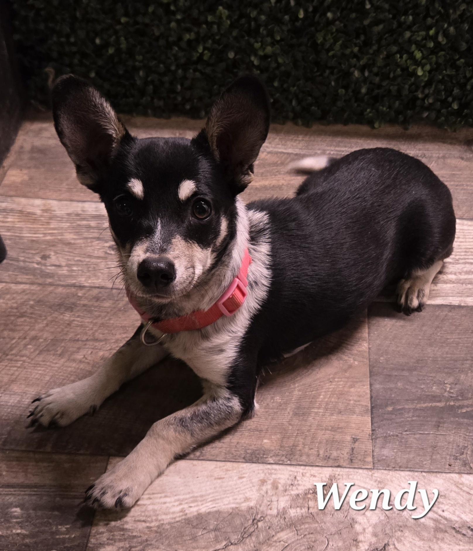 Enlarge Wendy, an adopted mixed breed in Corpus Christi, TX image 3/3