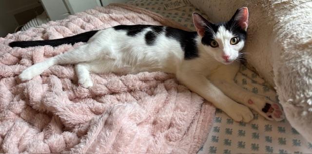 Willow - male teen kitten, a Adoptable Domestic Short Hair in San Francisco, CA image 3/4