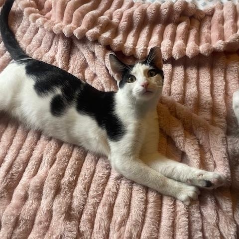 Willow - male teen kitten, a Adoptable Domestic Short Hair in San Francisco, CA image 4/4