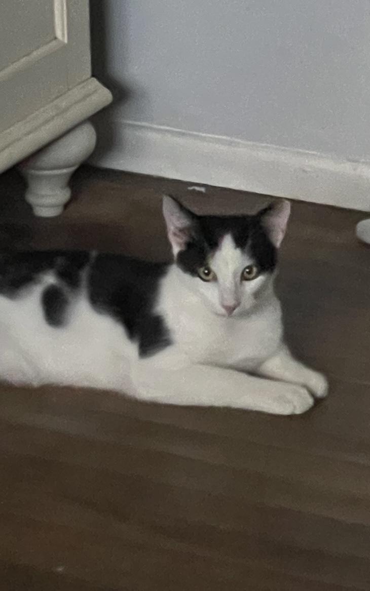 Willow - male teen kitten, a Adoptable Domestic Short Hair in San Francisco, CA image 2/4