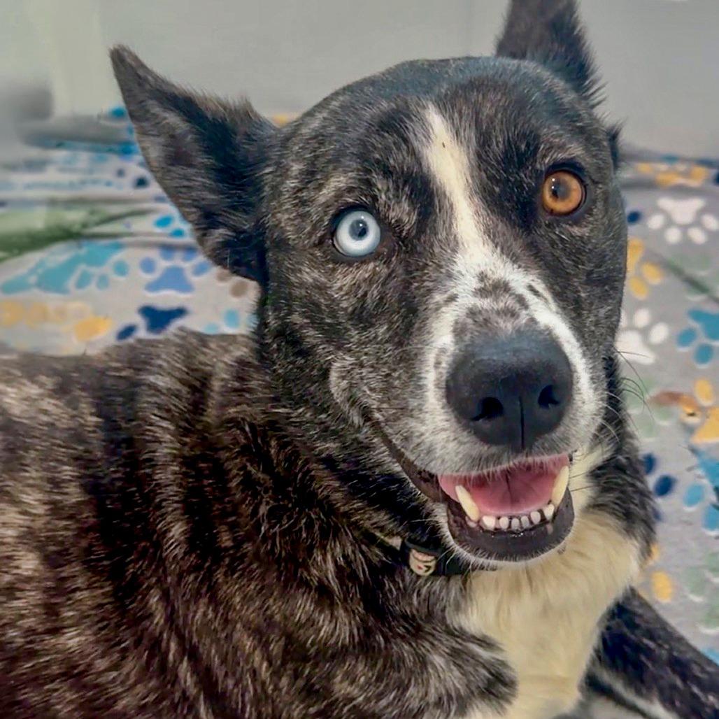 Opal, Adoptable, Adult Female Husky & Mixed Breed.