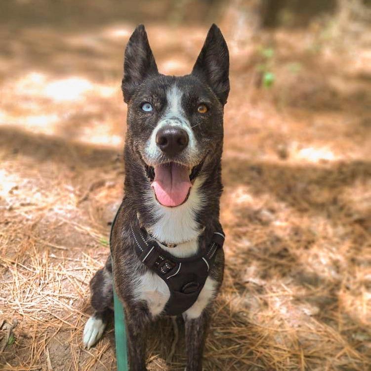 Enlarge Opal, a Adoptable mixed breed in Chapel Hill, NC image 2/6