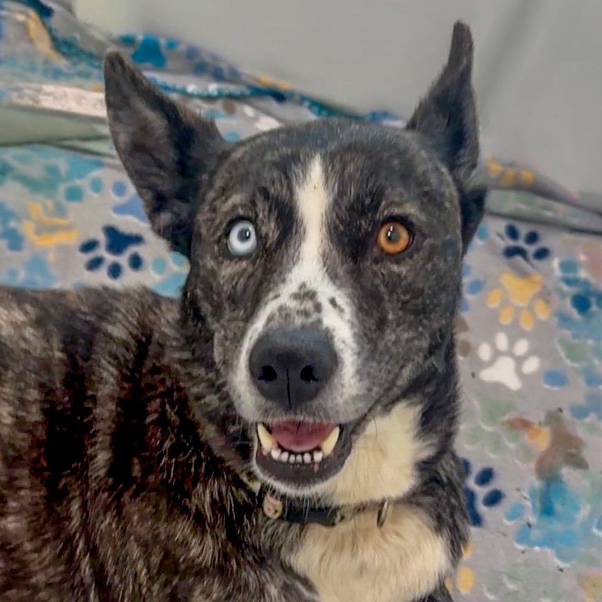 Enlarge Opal, a Adoptable mixed breed in Chapel Hill, NC image 3/6