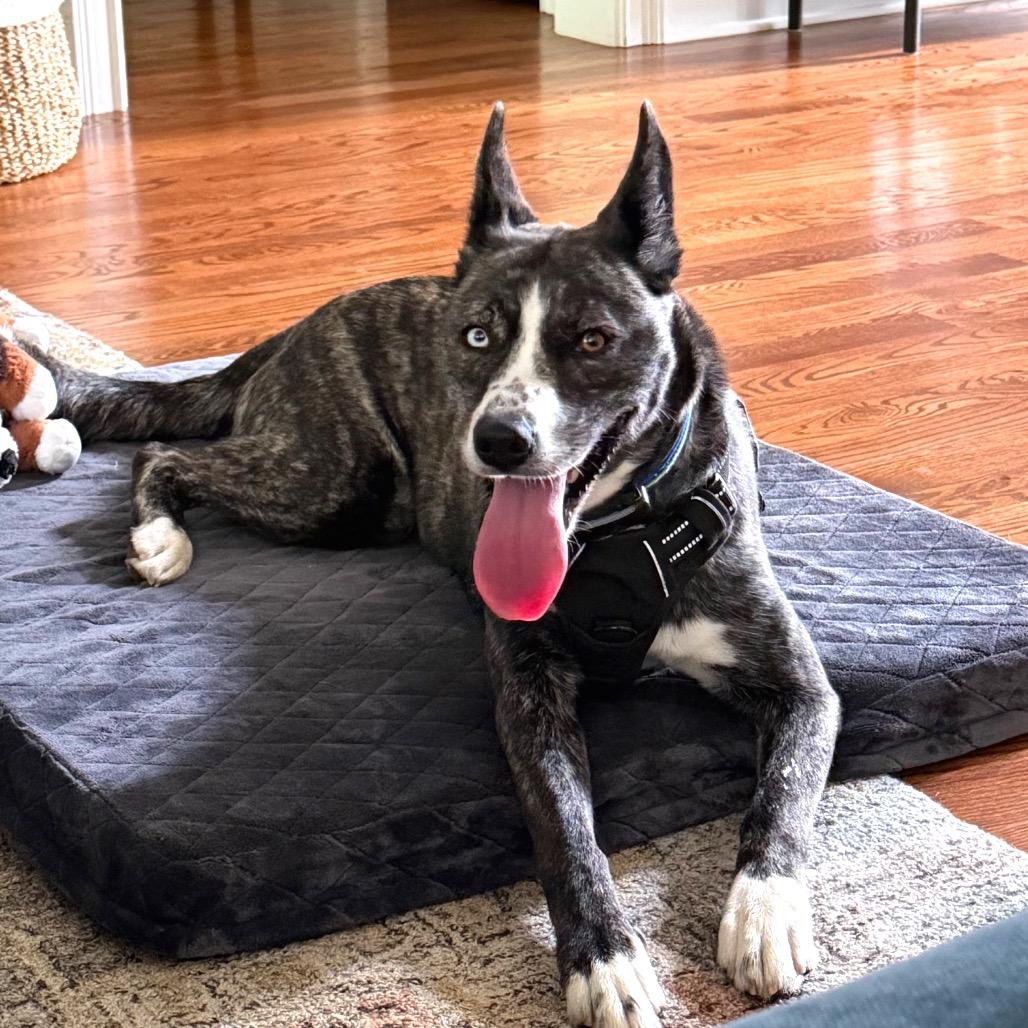 Enlarge Opal, a Adoptable mixed breed in Chapel Hill, NC image 4/6
