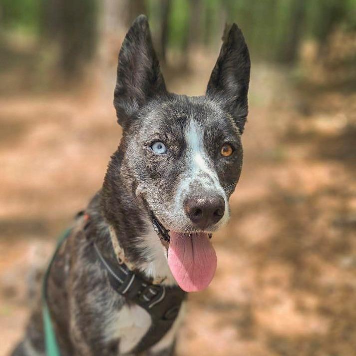 Enlarge Opal, a Adoptable mixed breed in Chapel Hill, NC image 5/6