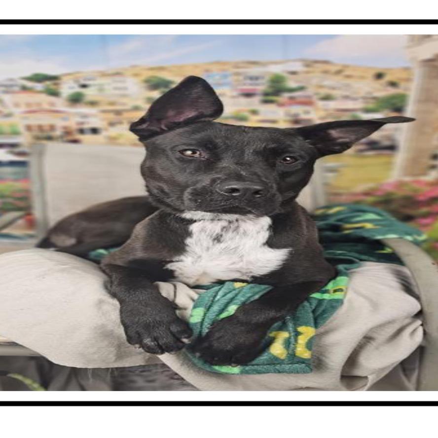 Bubbles, a Adoptable American Staffordshire Terrier in Apache Junction, AZ image 1/6