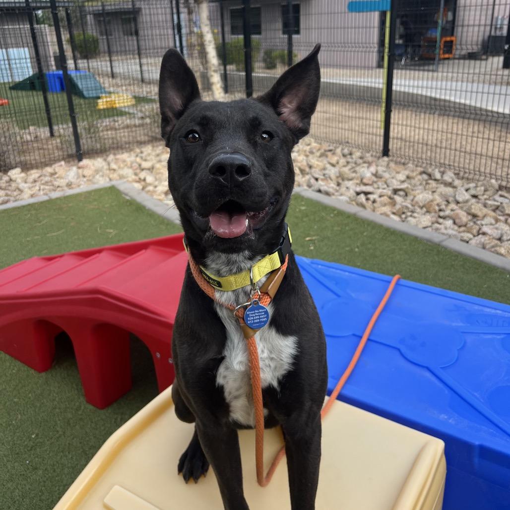 Bubbles, a Adoptable American Staffordshire Terrier in Apache Junction, AZ image 3/6