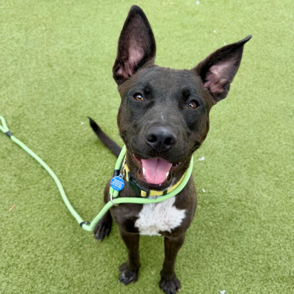 Bubbles, a Adoptable American Staffordshire Terrier in Apache Junction, AZ image 4/6