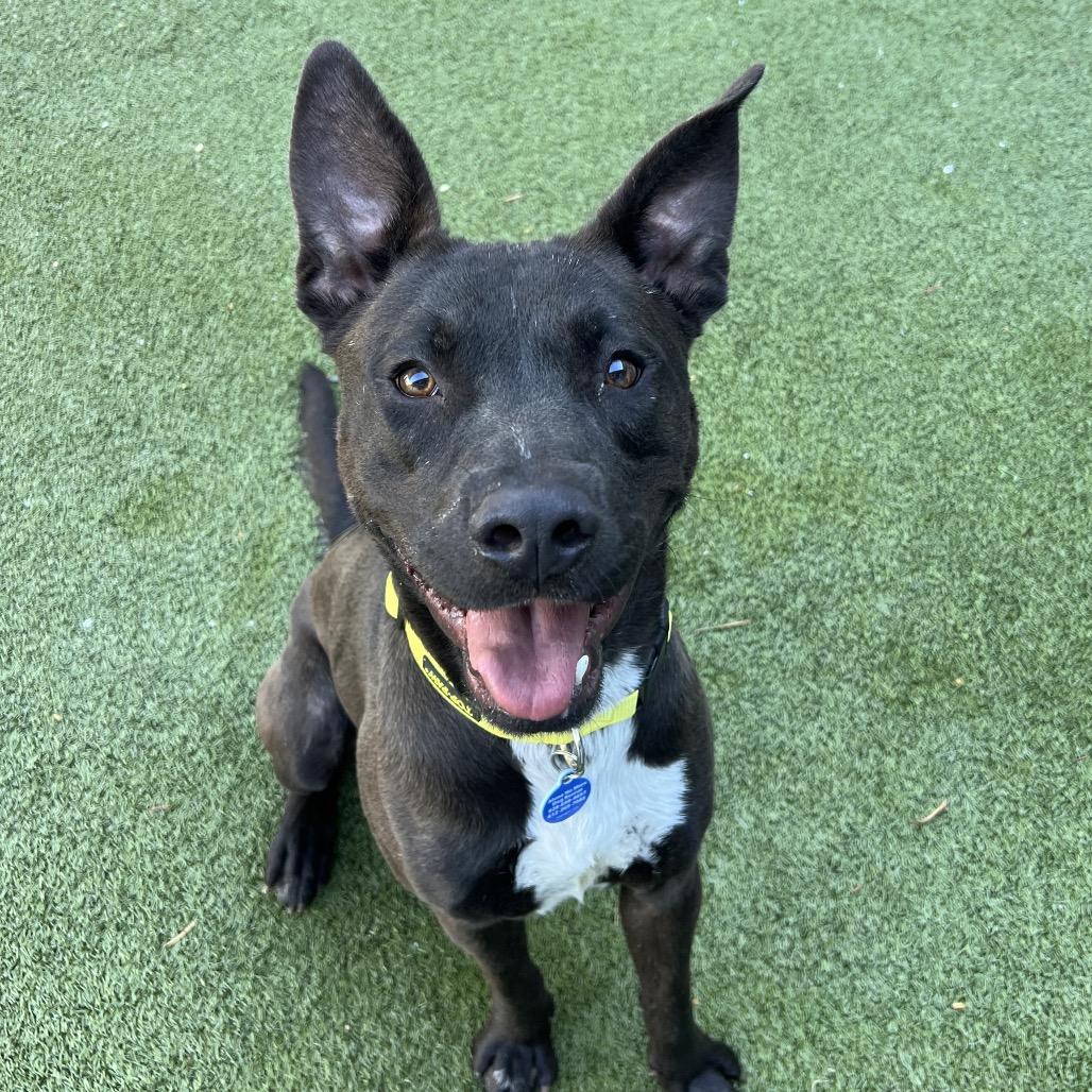 Bubbles, a Adoptable American Staffordshire Terrier in Apache Junction, AZ image 5/6