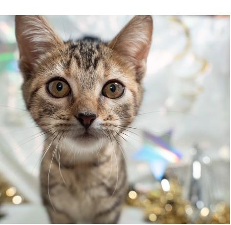 Swallow, adopted, Kitten Female Torbie.