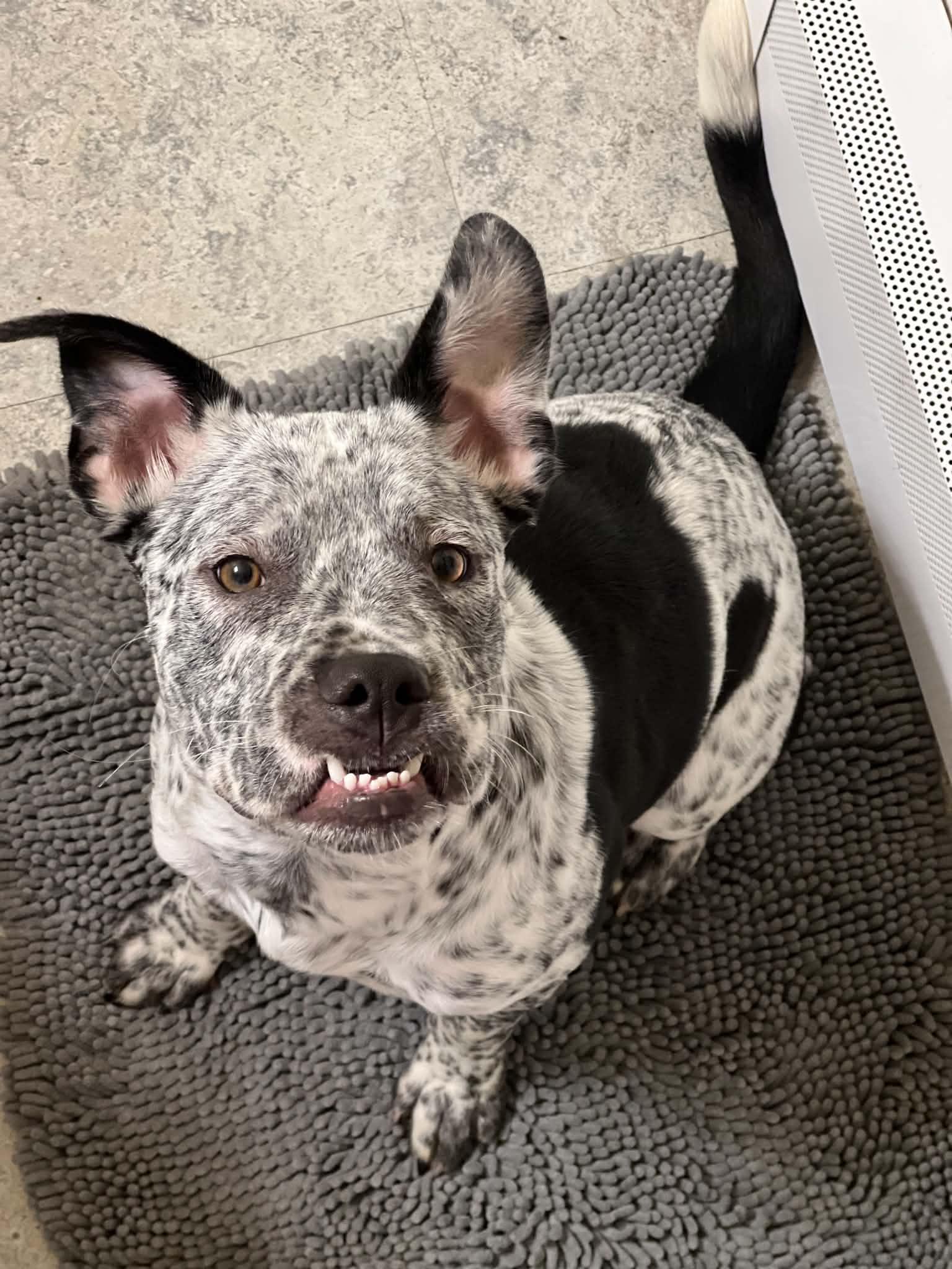 Enlarge Roux, a Adoptable mixed breed in Brunswick, ME image 4/4