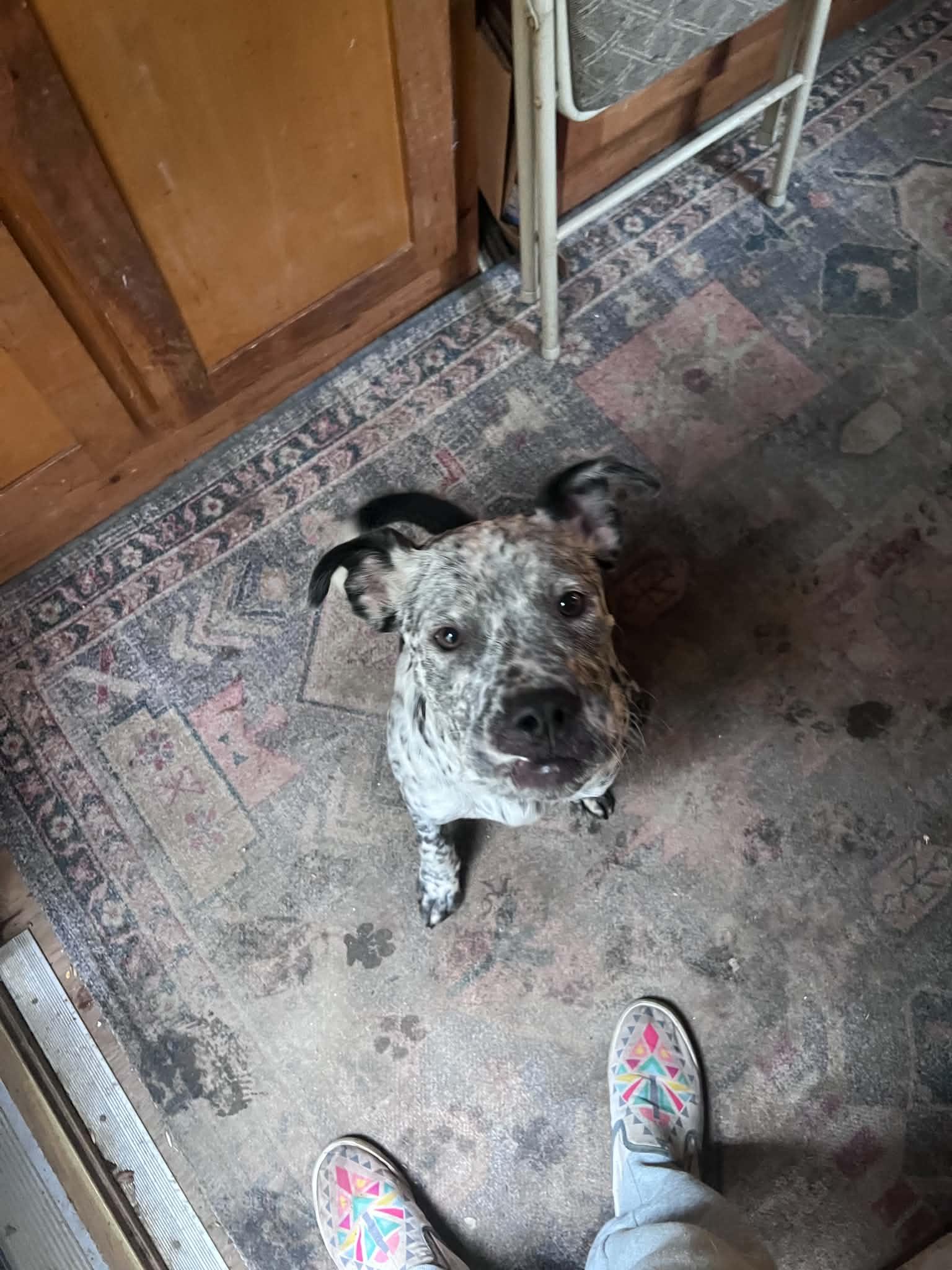 Enlarge Roux, a Adoptable mixed breed in Brunswick, ME image 2/4