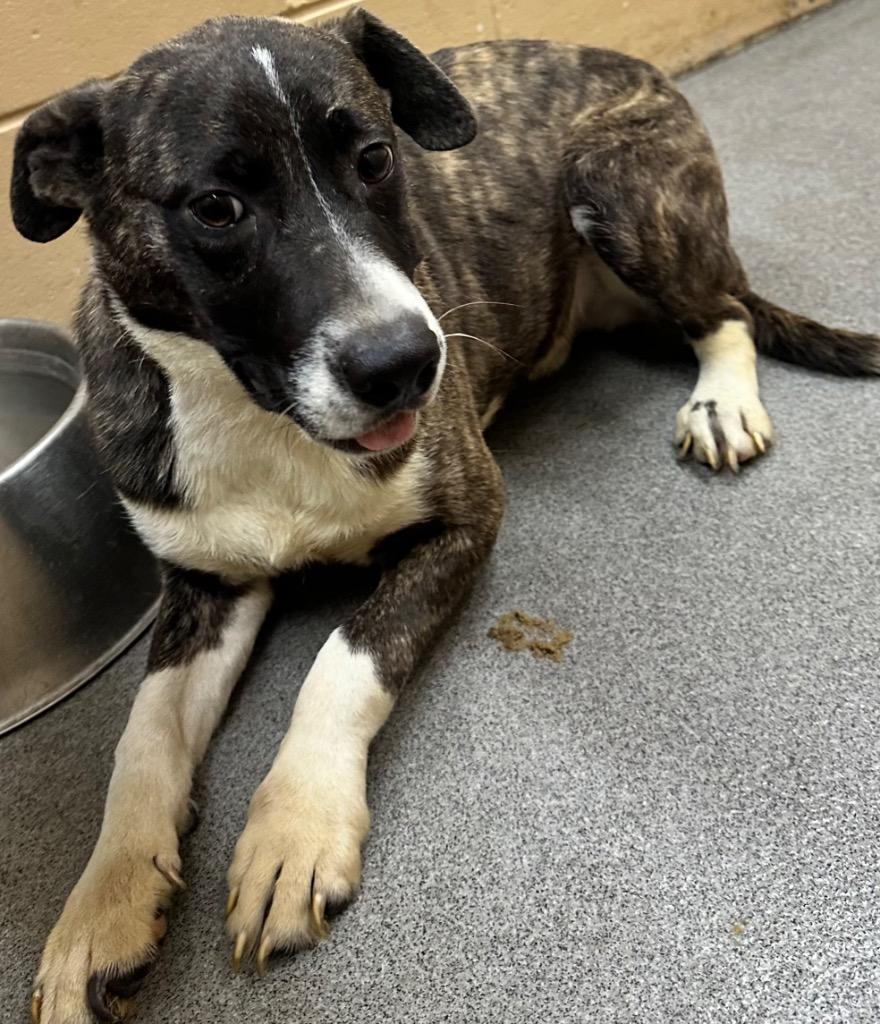 Moose, Adoptable, Puppy Male Mixed Breed.