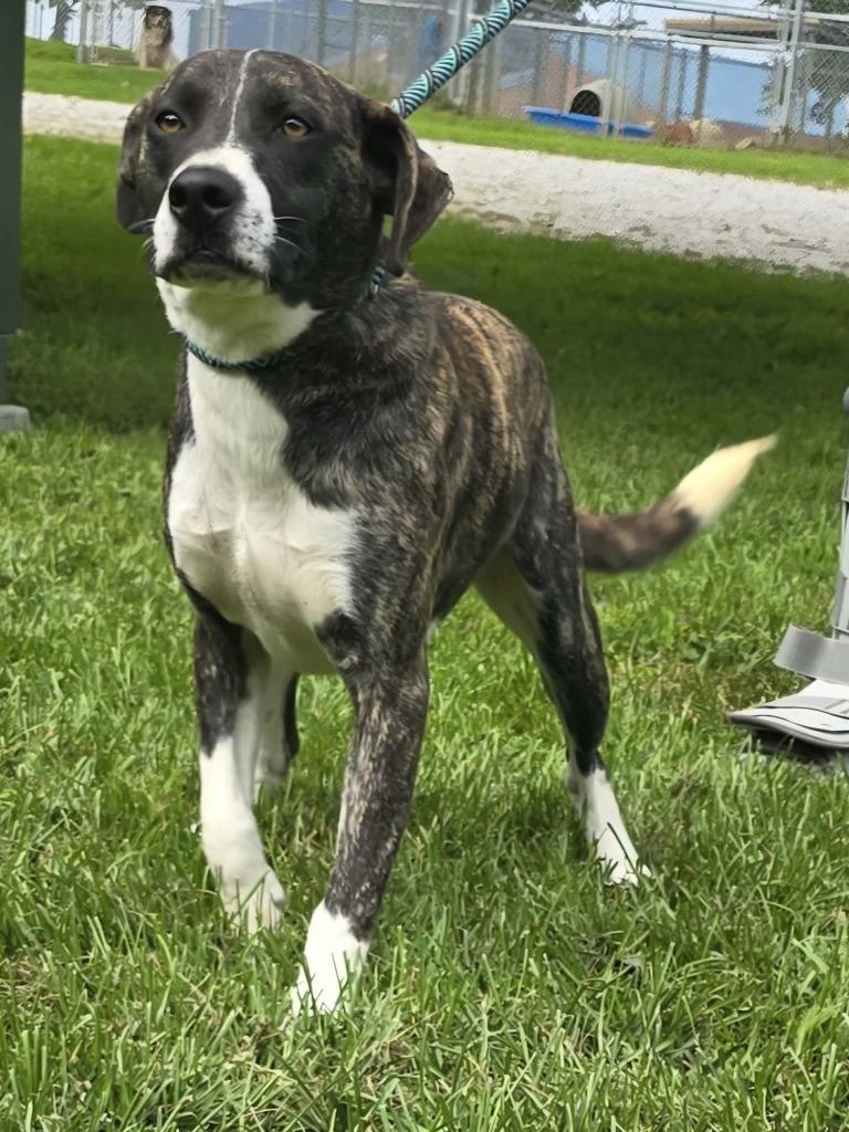 Moose, Adoptable, Puppy Male Mixed Breed.