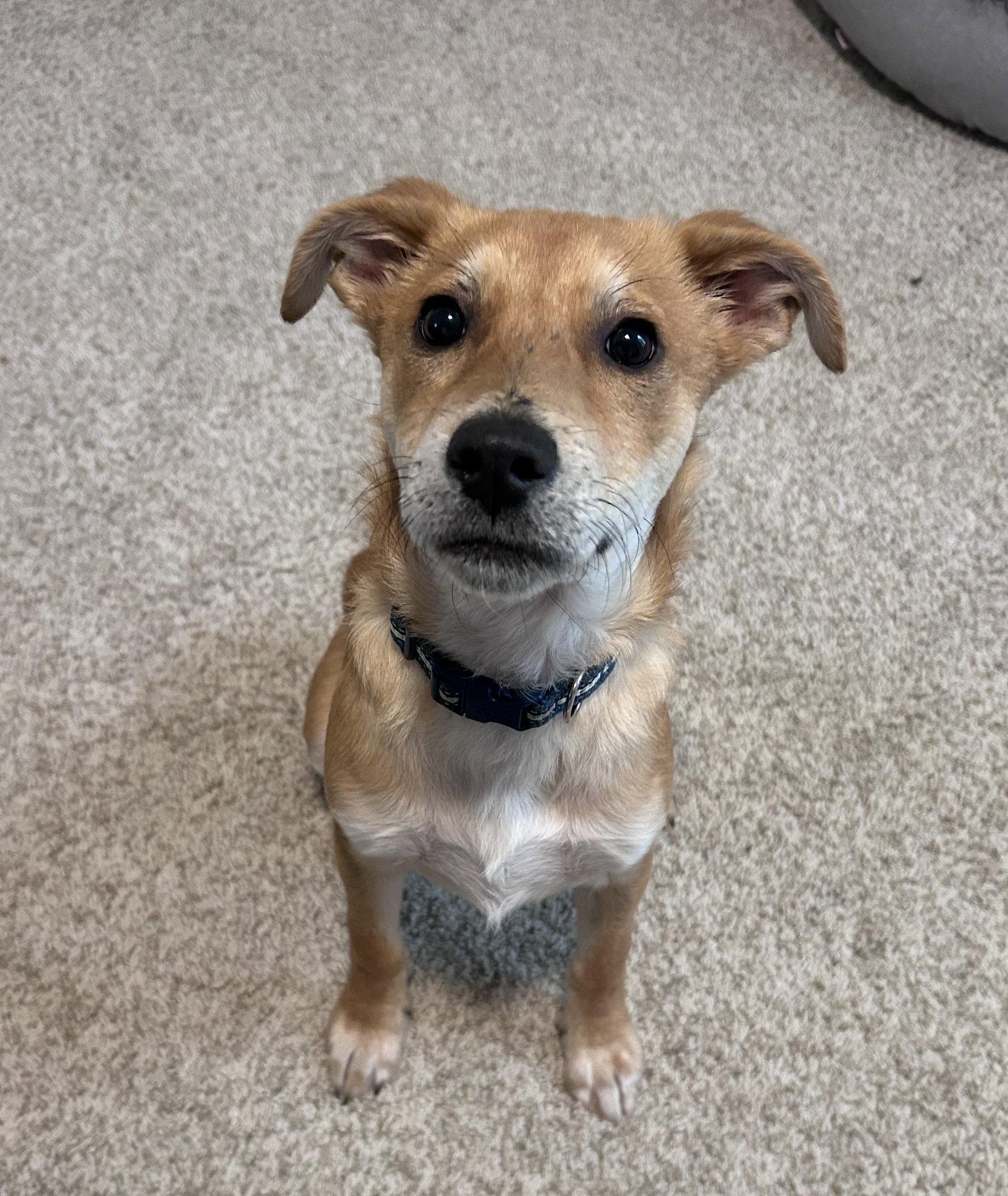 Presley #3, a Adoptable German Shepherd Dog in Aurora, CO image 1/3