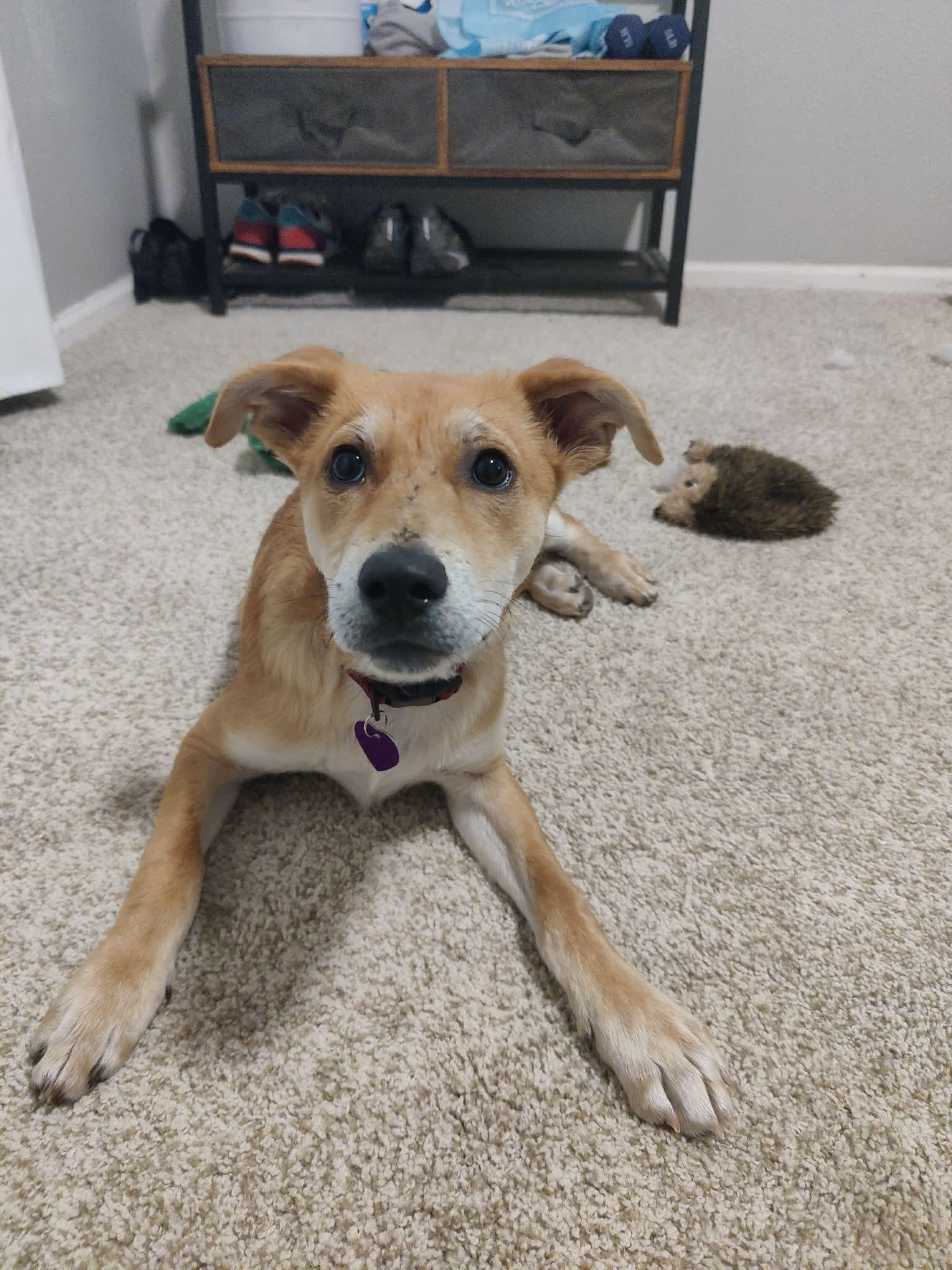 Presley #3, Adoptable, Puppy Female German Shepherd Dog.