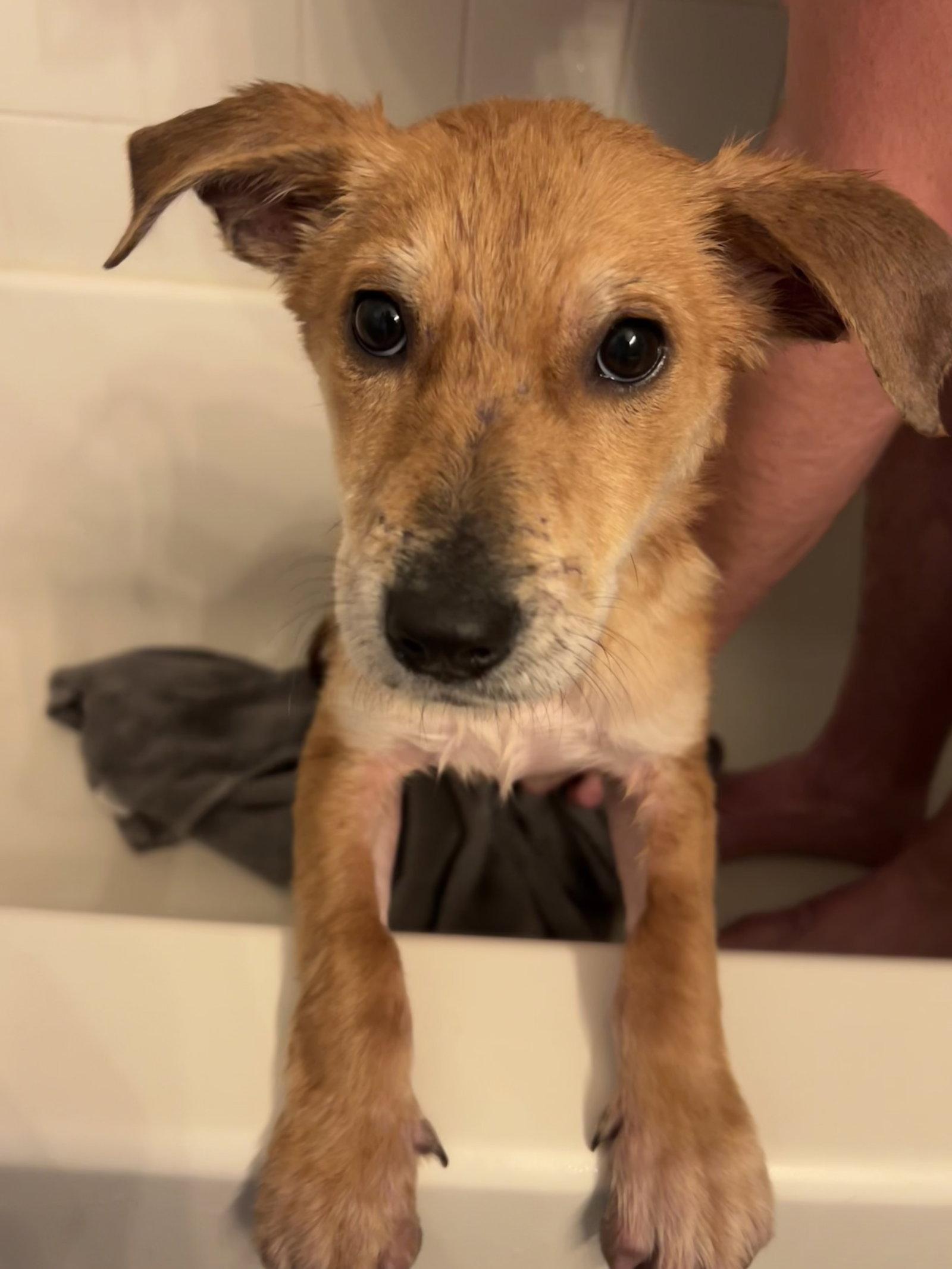 Presley #3, a Adoptable German Shepherd Dog in Aurora, CO image 2/3