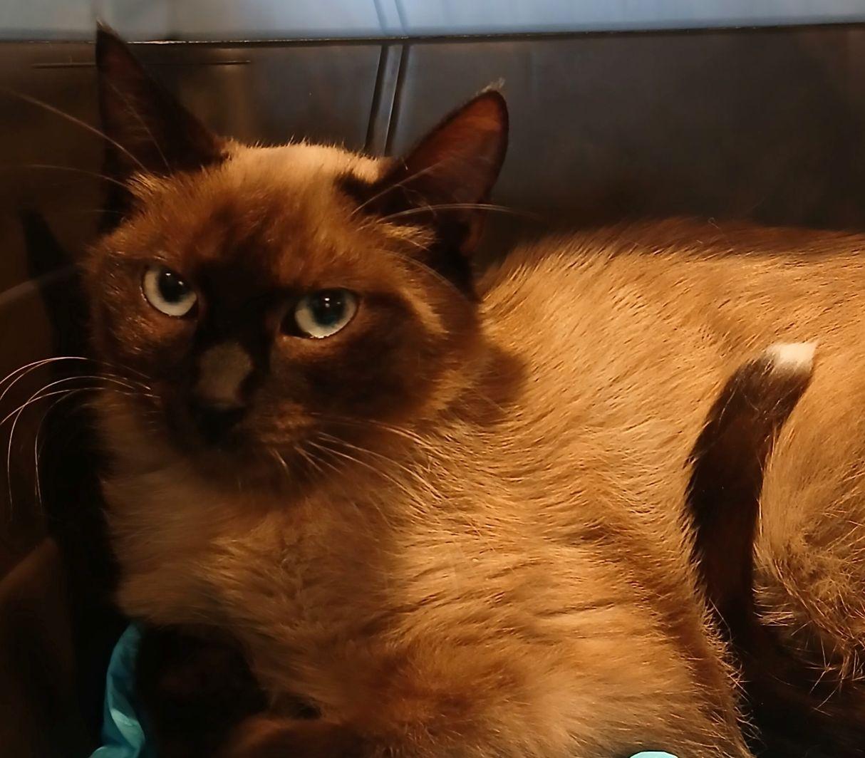 Bit Of This And That, Adoptable, Young Female Siamese.