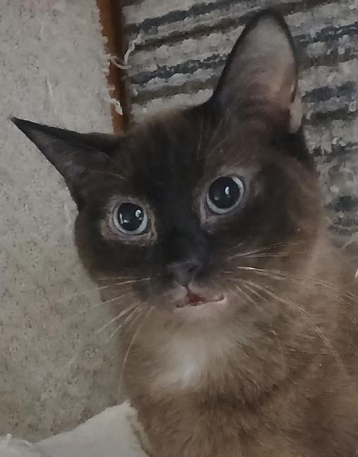 Enlarge Bit Of This And That, a Adoptable Siamese in Lees Summit, MO image 1/2