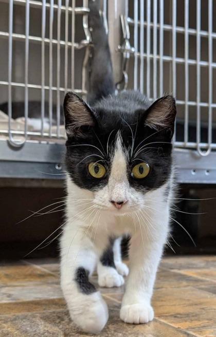 Perdita, Adoptable, Kitten Female Domestic Short Hair & Domestic Short Hair.