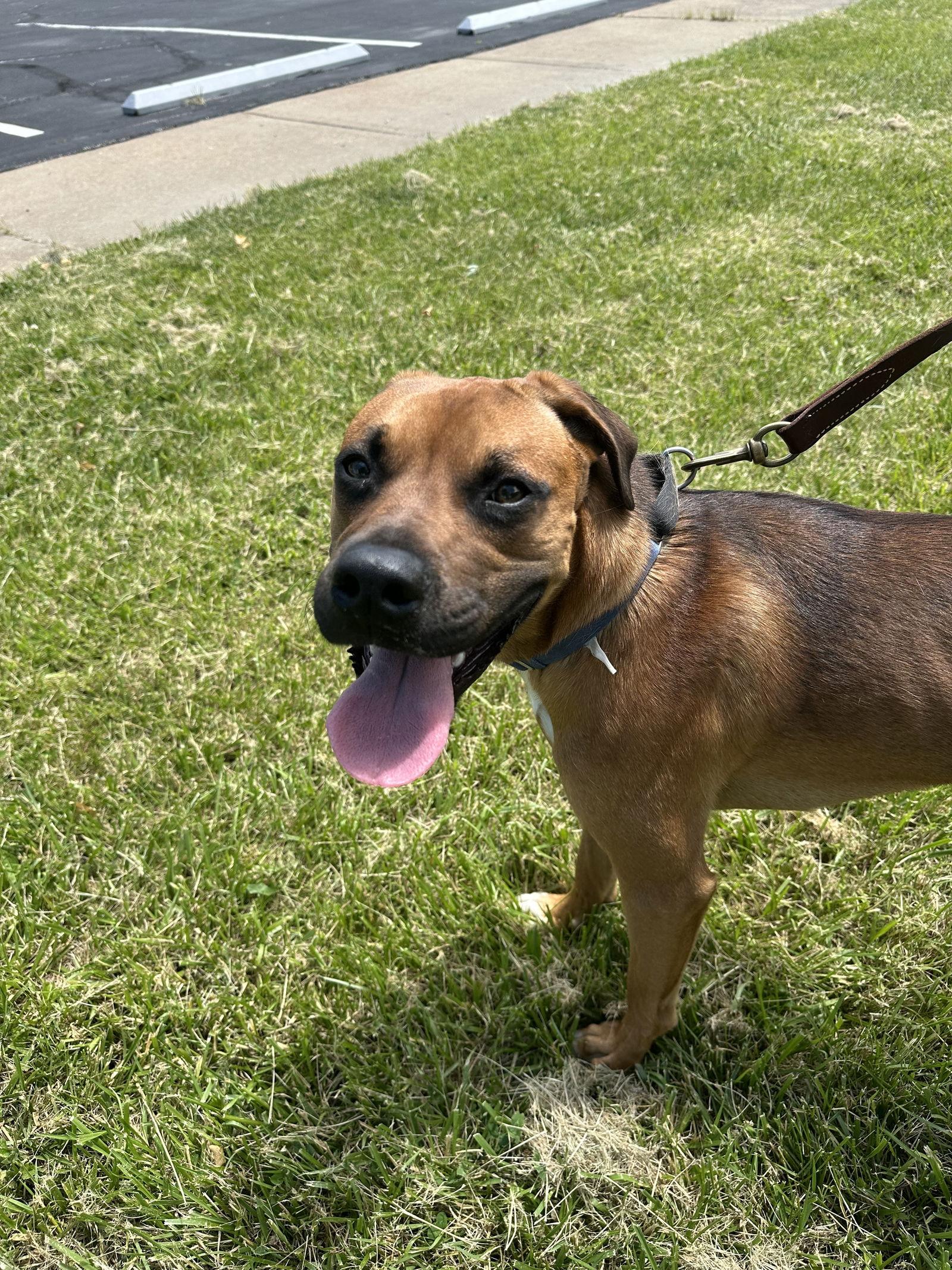 Roscoe- courtesy post, a Adoptable Boxer in O'Fallon, MO image 1/3
