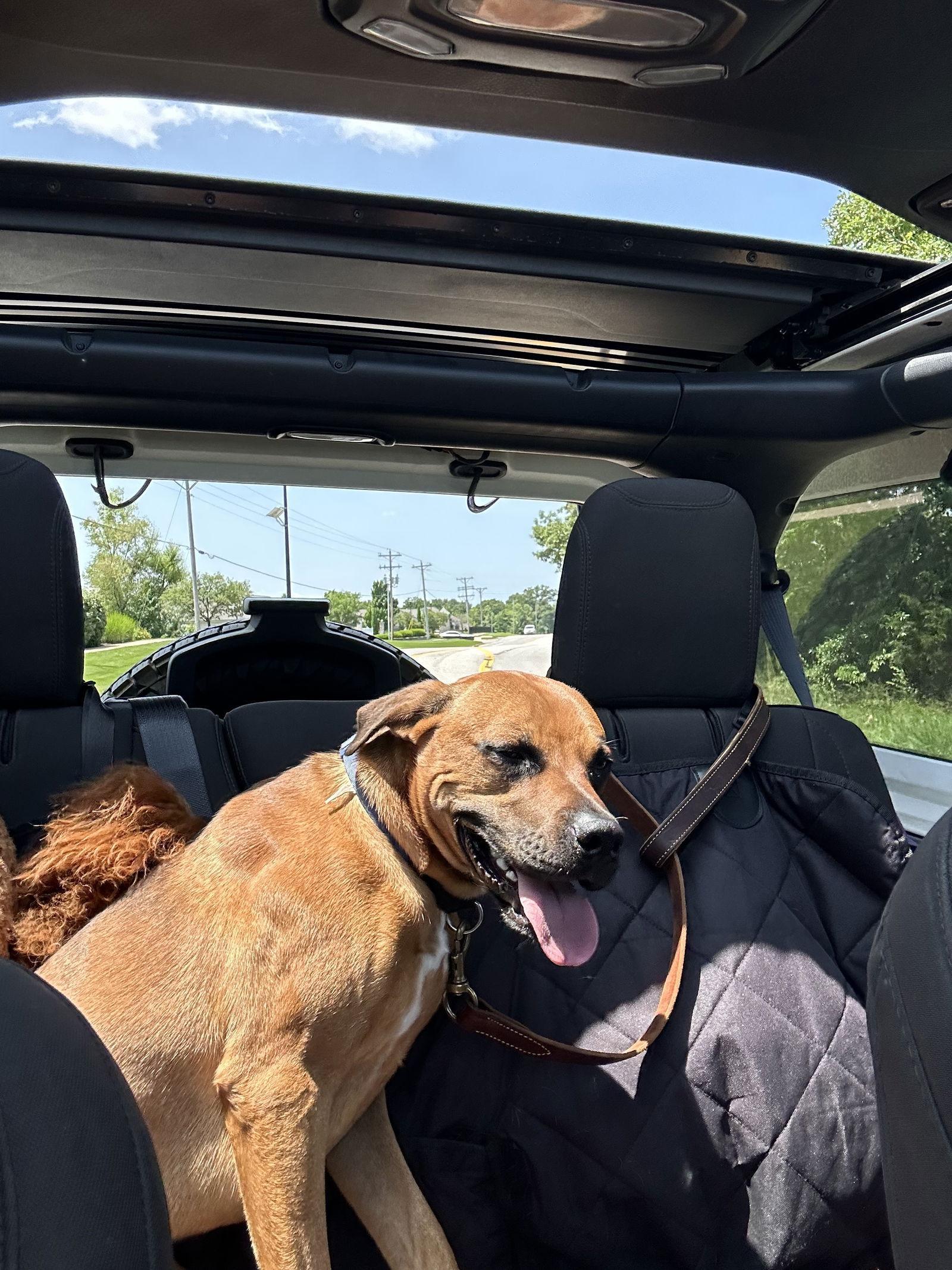 Roscoe- courtesy post, a Adoptable Boxer in O'Fallon, MO image 2/3