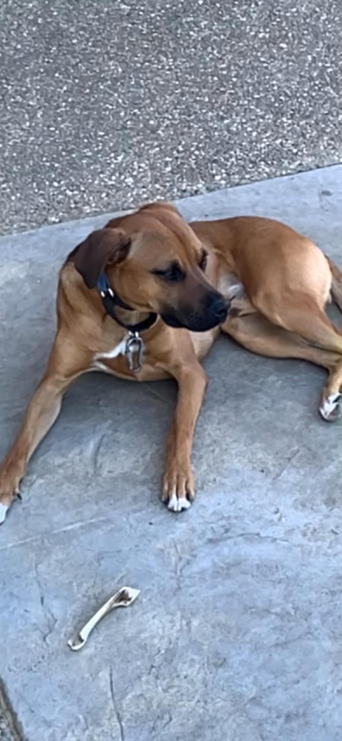 Roscoe- courtesy post, a Adoptable Boxer in O'Fallon, MO image 3/3