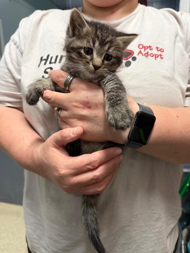 Bammy, Adopted, Kitten Male Domestic Short Hair.