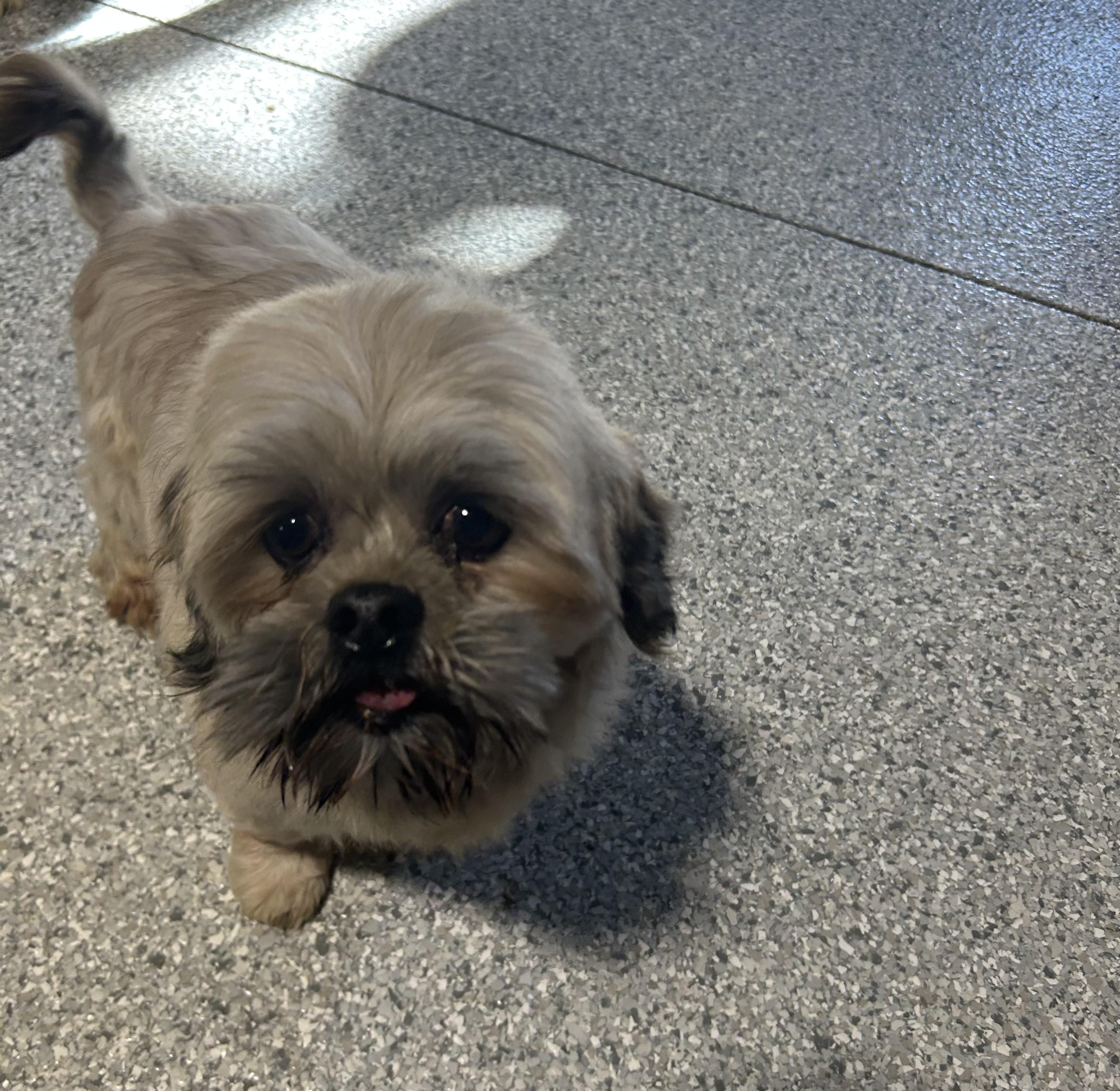 Enlarge Zorro.  Nice dog! , a Adoptable Lhasa Apso in Antwerp, OH image 3/3