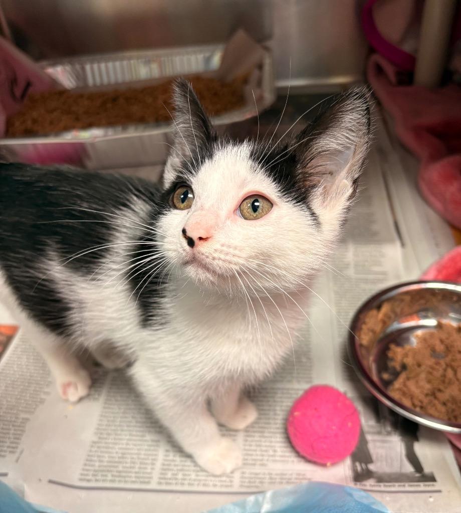 Enlarge Penelope, a Adoptable mixed breed in Detroit, MI image 1/2