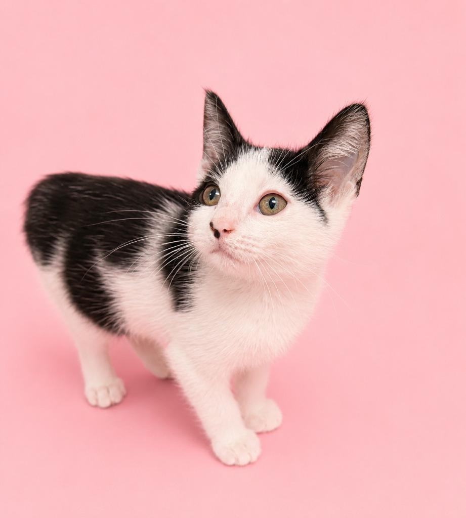 Enlarge Penelope, a Adoptable mixed breed in Detroit, MI image 2/2