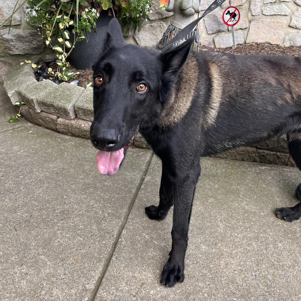 Thomas, Young Male Belgian Shepherd / Malinois