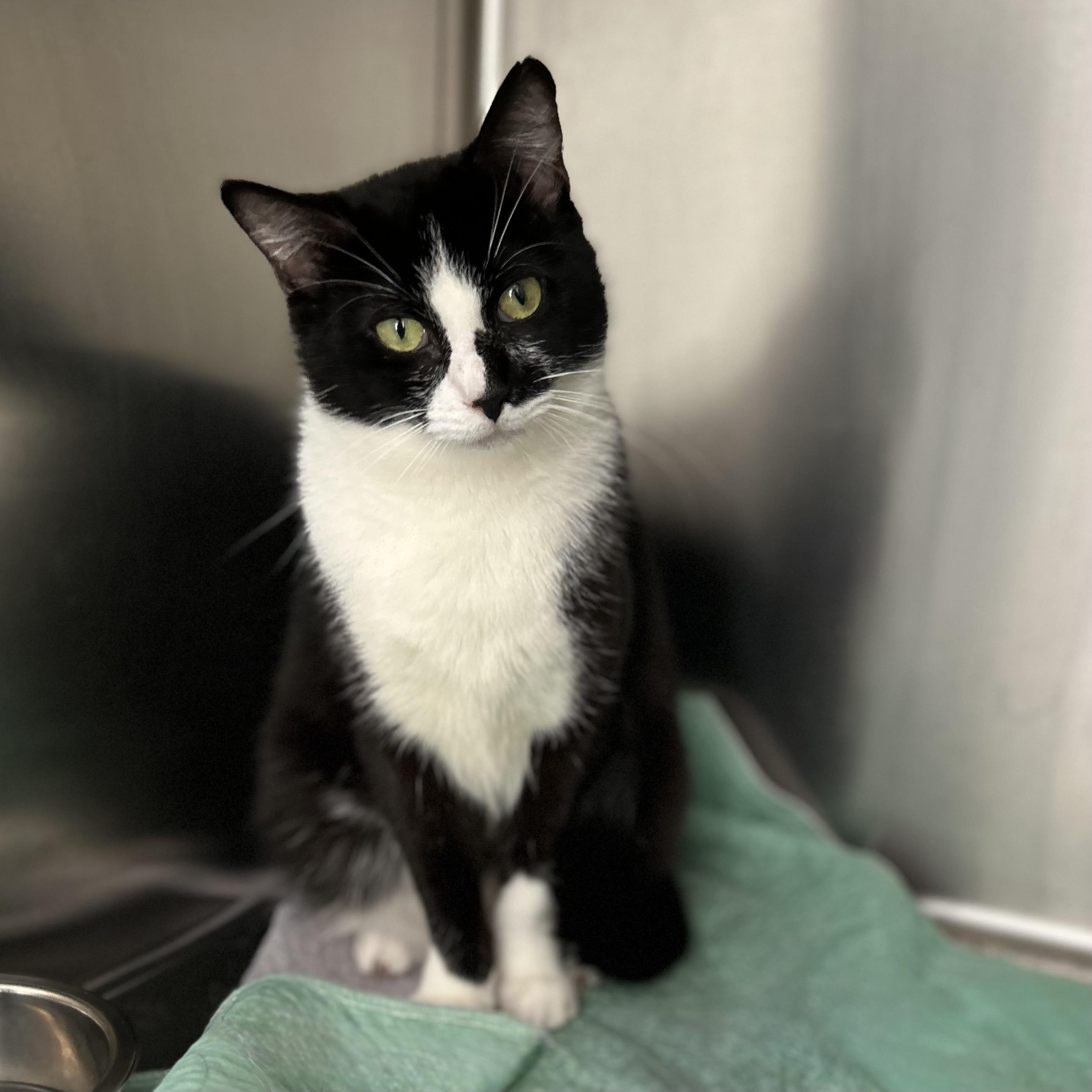 Skylar, a ADOPTABLE Domestic Short Hair in Norwalk, CT image 4/4