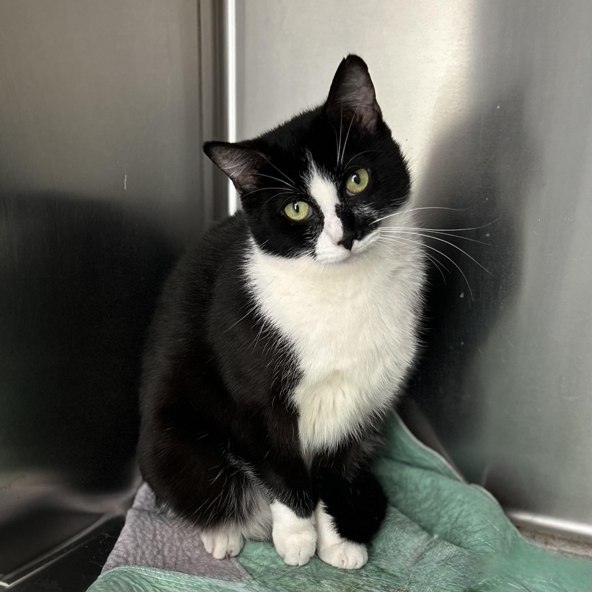 Skylar, ADOPTABLE, Adult Female Domestic Short Hair.