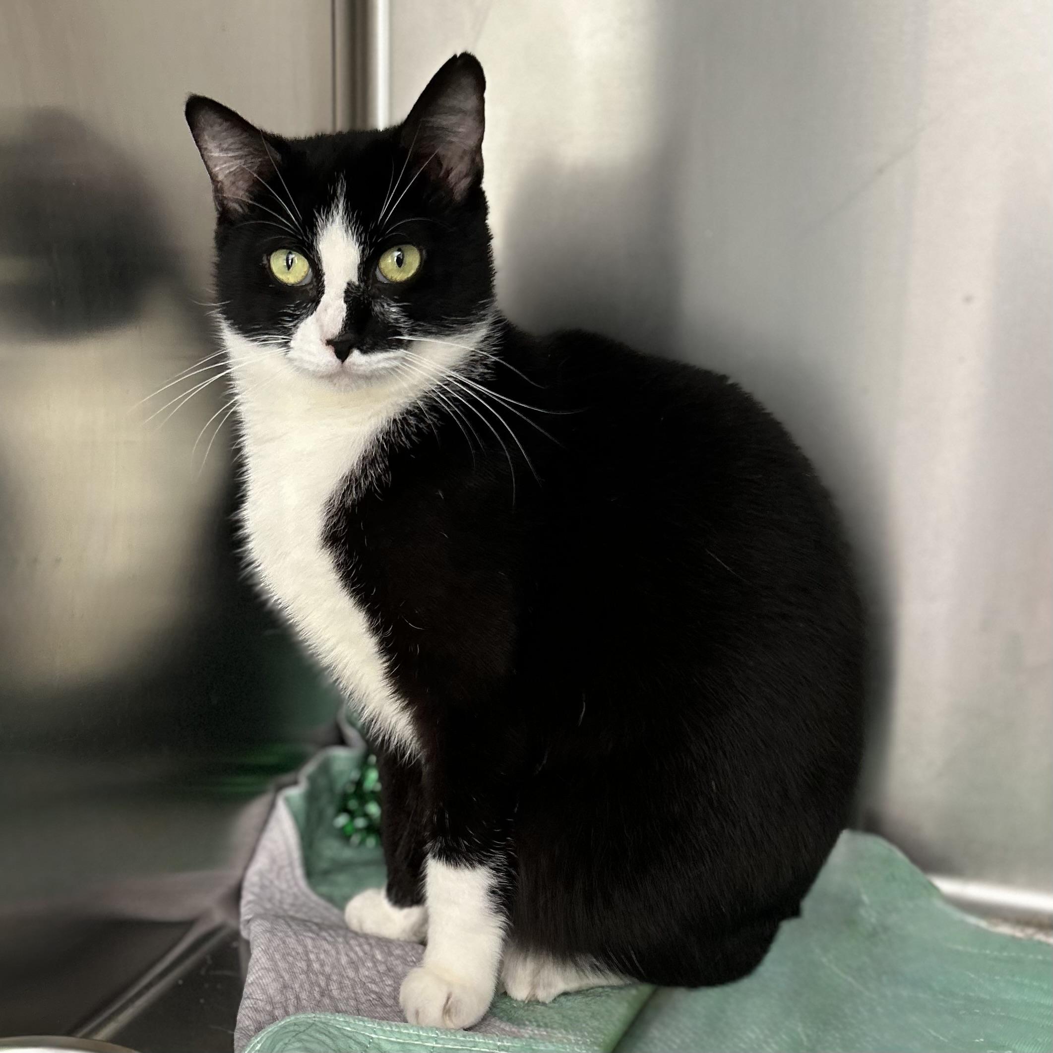 Skylar, a ADOPTABLE Domestic Short Hair in Norwalk, CT image 3/4