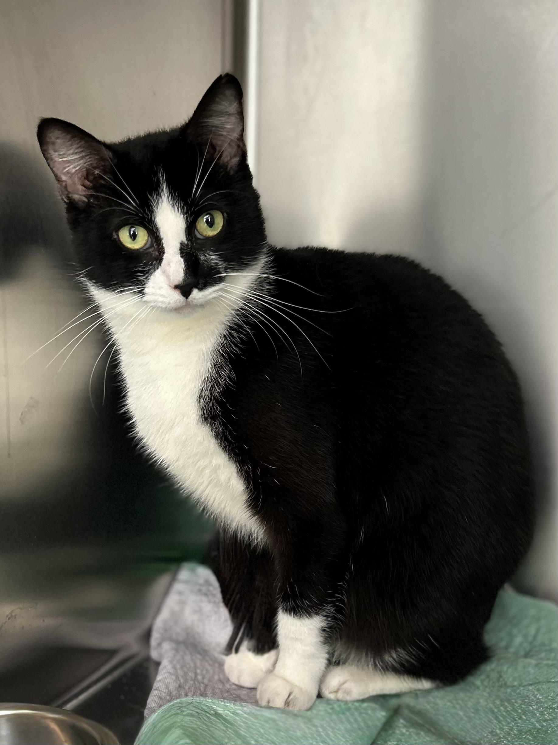 Skylar, a ADOPTABLE Domestic Short Hair in Norwalk, CT image 2/4