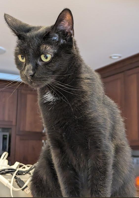 Enlarge Onyx, a ADOPTABLE Domestic Short Hair in Buffalo, NY image 1/1