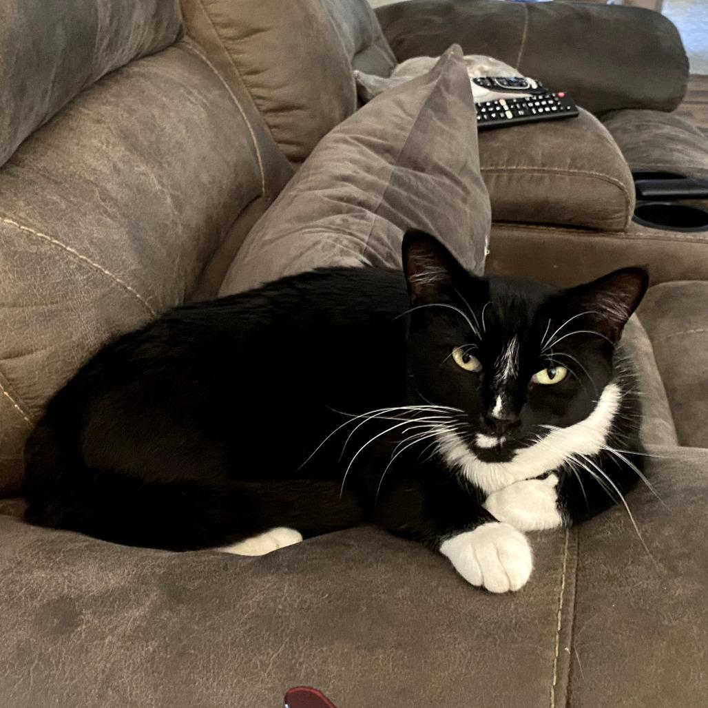 Enlarge Dori, a Adoptable American Shorthair in Long Beach, CA image 2/6